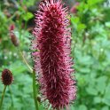 Sanguisorba menziesii fleur